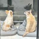 디어독 이미지