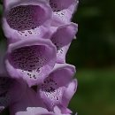 강북안정한의원 이미지