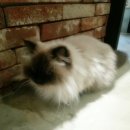 고양이네 생선가게 이미지