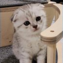 신암면037 이미지