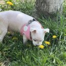 베베펫살롱 | 애견미용샵 추천🐶🐕/안산/베베펫살롱/중앙동/고잔동펫샵/애견미용샵 추천/미용맛집