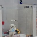 로열 퍼피샵 이미지