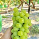 현곡농장2 이미지