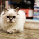 수원시동물보호센터 동물병원 이미지