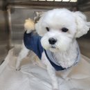 용문동물병원 이미지