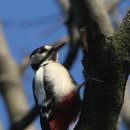 딱따구리 이미지