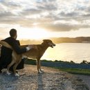 강아지집 이미지