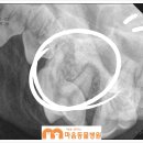 마음을 읽어주는 마음동물병원 이미지