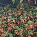 뚝섬한강공원-29 이미지