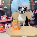 최정언산양목장 이미지