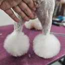 지오애견미용샵 이미지