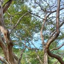 불루민박 이미지