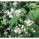 국수나무? 이미지