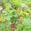 장미찻집 이미지