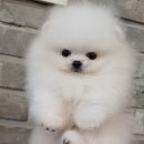 메르시몽프레 포메분양&애견카페 이미지