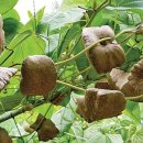 튼튼농장 이미지