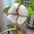 (주) 핑크솜 이미지