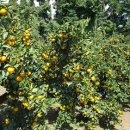 총각농장 이미지