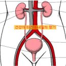 남성들의 정력, 이제 신장 건강부터 챙겨야 이미지