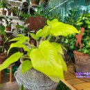 휴대폰 강선생 이미지