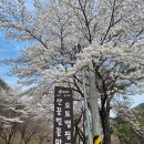 [🏕캠핑/금산] 강아지와 벚꽃 캠핑하고 싶다면? 산꽃벚꽃오토캠핑장🌸
