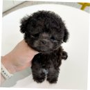 강아지분양 애견입양 아이러브독 광주점 미니비숑 말티푸 포메 | 경기광주말티푸분양 후기를 남깁니다