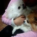 펫맘애 네이버블로그