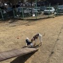 딩가댕가 | 서울근교 포천 실외/실내 애견카페 애견운동장 샤워실구비 뽀야네 딩가댕가 내돈내산 후기