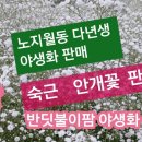 6월에 심는 야생화 꽃들 추천합니다 이미지