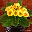 바이올렛 이미지