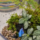 남구장애인협회 | 🌿 [루하리움 출강 후기] 울산 신장장애인주간이용시설 ‘멘토링 프로그램’ – 힐링 테라리움 만들기