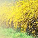 개나리농장 이미지