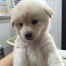 홍익동물병원 이미지