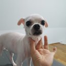 달국자 네이버블로그
