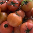 토마토인터넷 이미지