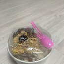 요거트아이스크림의정석옥계산동점 이미지