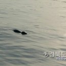 폰사자 이미지
