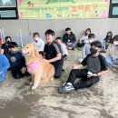 놀아줄개 이미지