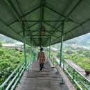 초록농장 | 달랏 여행 힐링 코스 (6) 메린 커피농장 후기 + 가는 법, 가격, 포토존 총정리