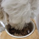 로얄펫 뉴트리션 이미지