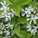 백화등(白花藤. Star Jasmine) : 방촌천의 선물, 백화등(白花藤) 향기에 머물다 이미지
