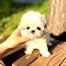 댕댕이천사 | 여주강아지분양 우리집에 온 천사 후기