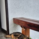 S015 | 치앙마이 4일차 : 코끼리 생츄어리, 아카아마 프라싱, 넹무옵옹, 노스게이트