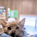 드럼통고양이 이미지