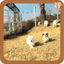 사랑이 넘치는 | 부산유기견보호센터 방문 후기 사랑이 넘치는 공간