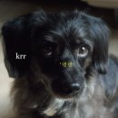 너는 내 댕댕 이미지