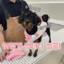 독스가드 | 강아지 수영 처음 시키는 방법 (무서워할 때 해결법까지)