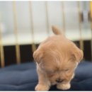 강아지와 고양이 이미지