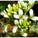 냉이꽃 민박 이미지