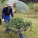 공무원연금공단 대구지부와 대경상록자원봉사단. 성주군 농촌 일손 돕기 봉사 이미지